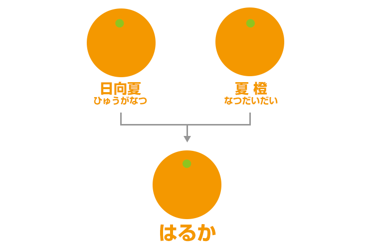 系統図