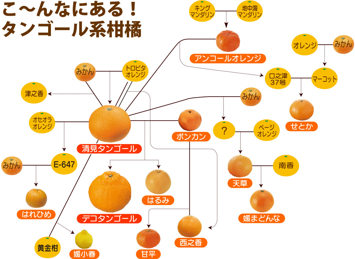 デコタンゴール系柑橘
