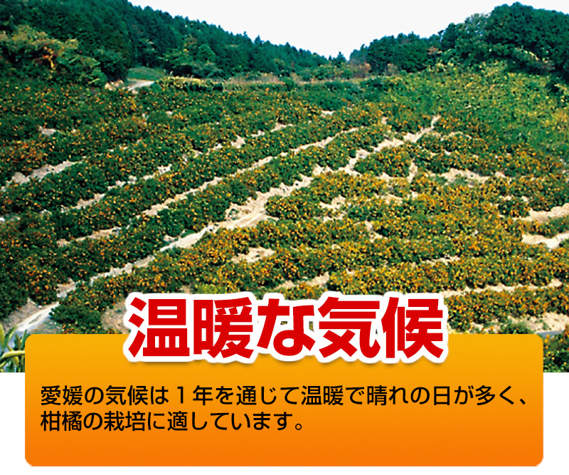 温暖な気候