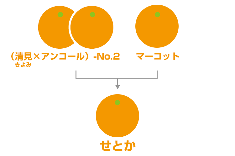 せとか | みかんペディア | みかんのことなら「のま果樹園