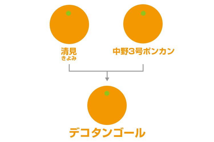 不知火 | みかんペディア | みかんのことなら「のま果樹園