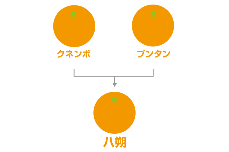 はっさくはっさく確認ページ はっさく - 伊藤農園のみかんな図鑑