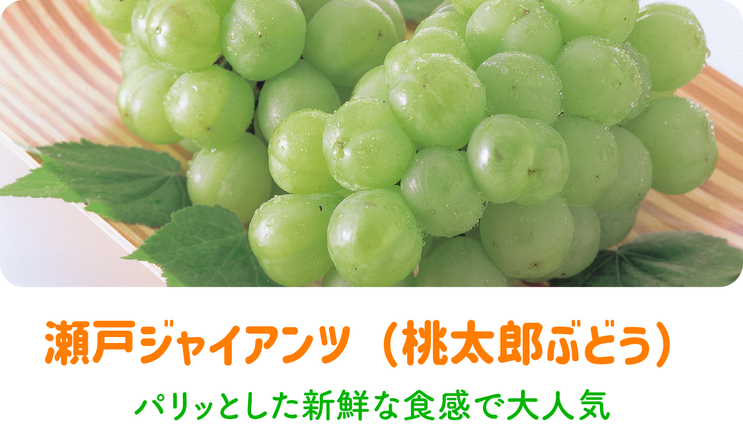 瀬戸ジャイアンツ（桃太郎ぶどう）