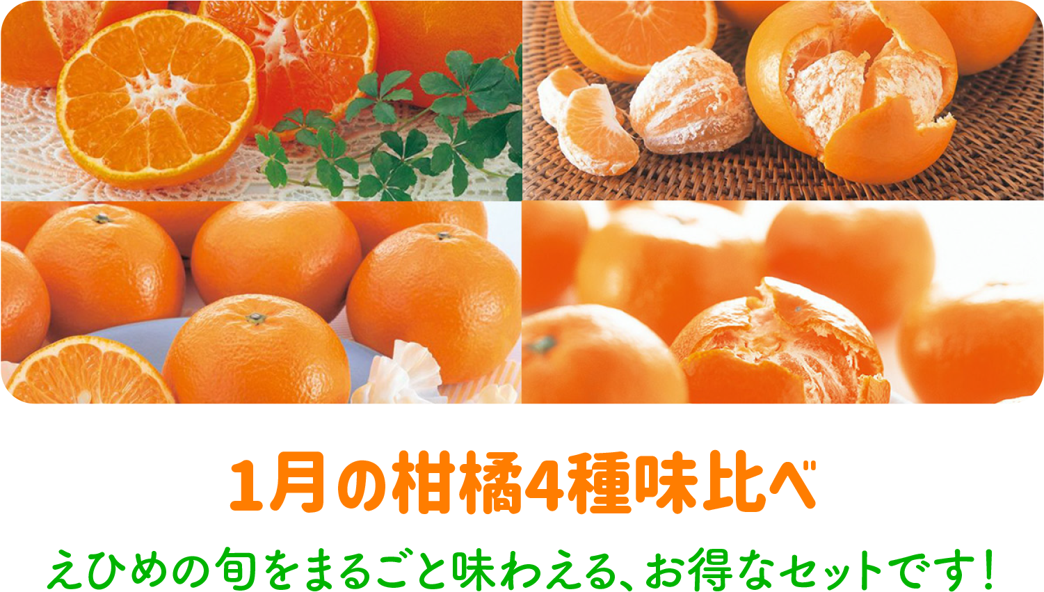 1月の柑橘3種味比べ