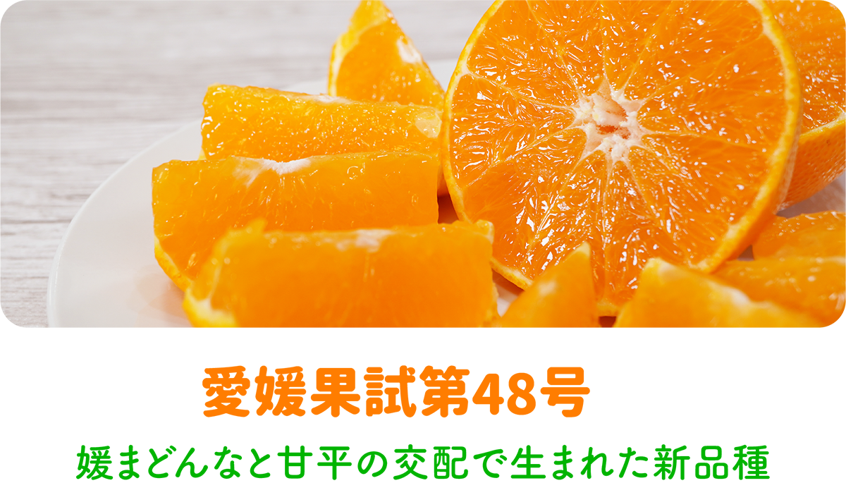 愛媛果試第48号