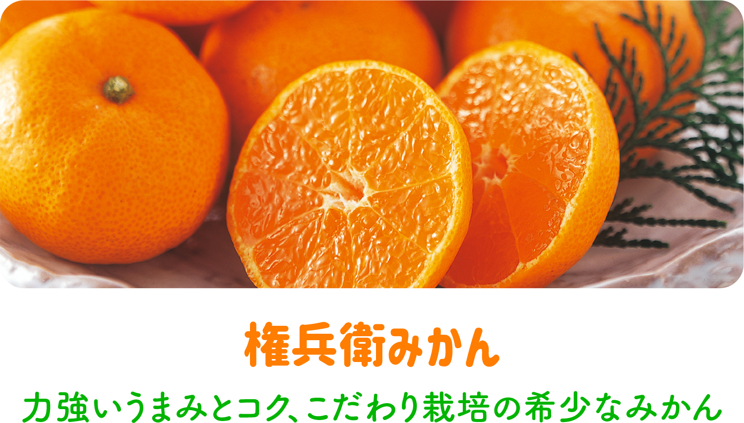 権兵衛みかん