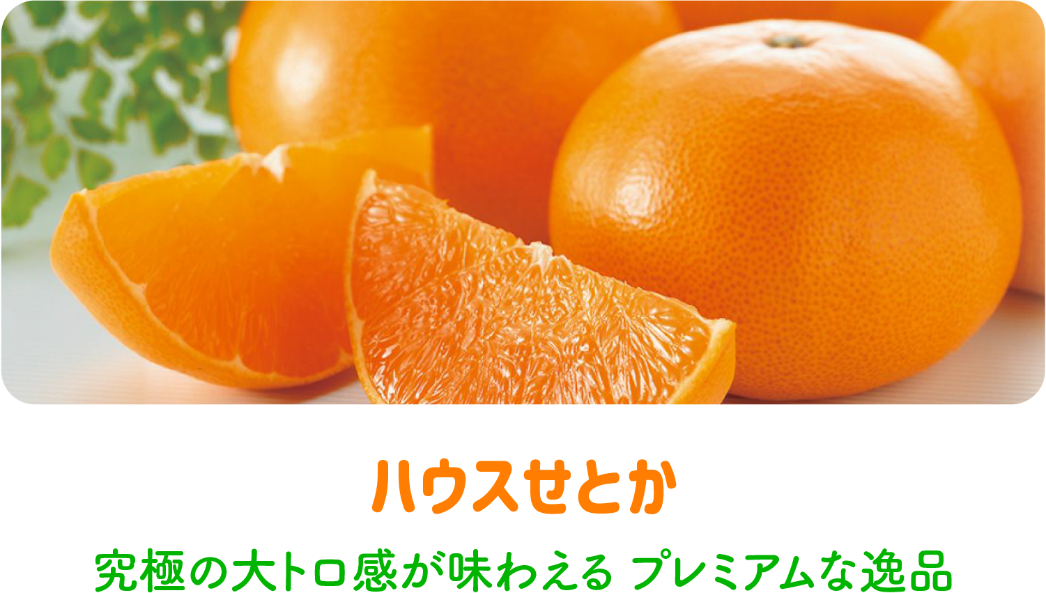 Honey様専用】ハウスまどんな ①×2-
