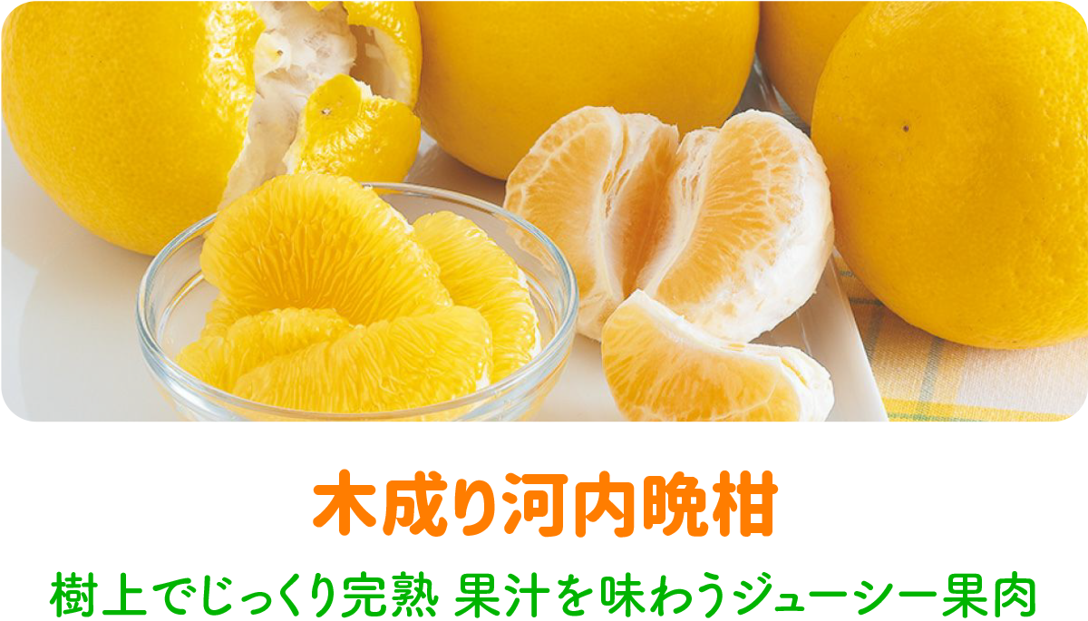 木成り河内晩柑