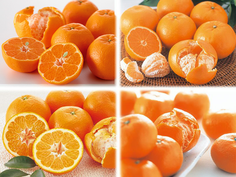 1月の柑橘4種味比べ