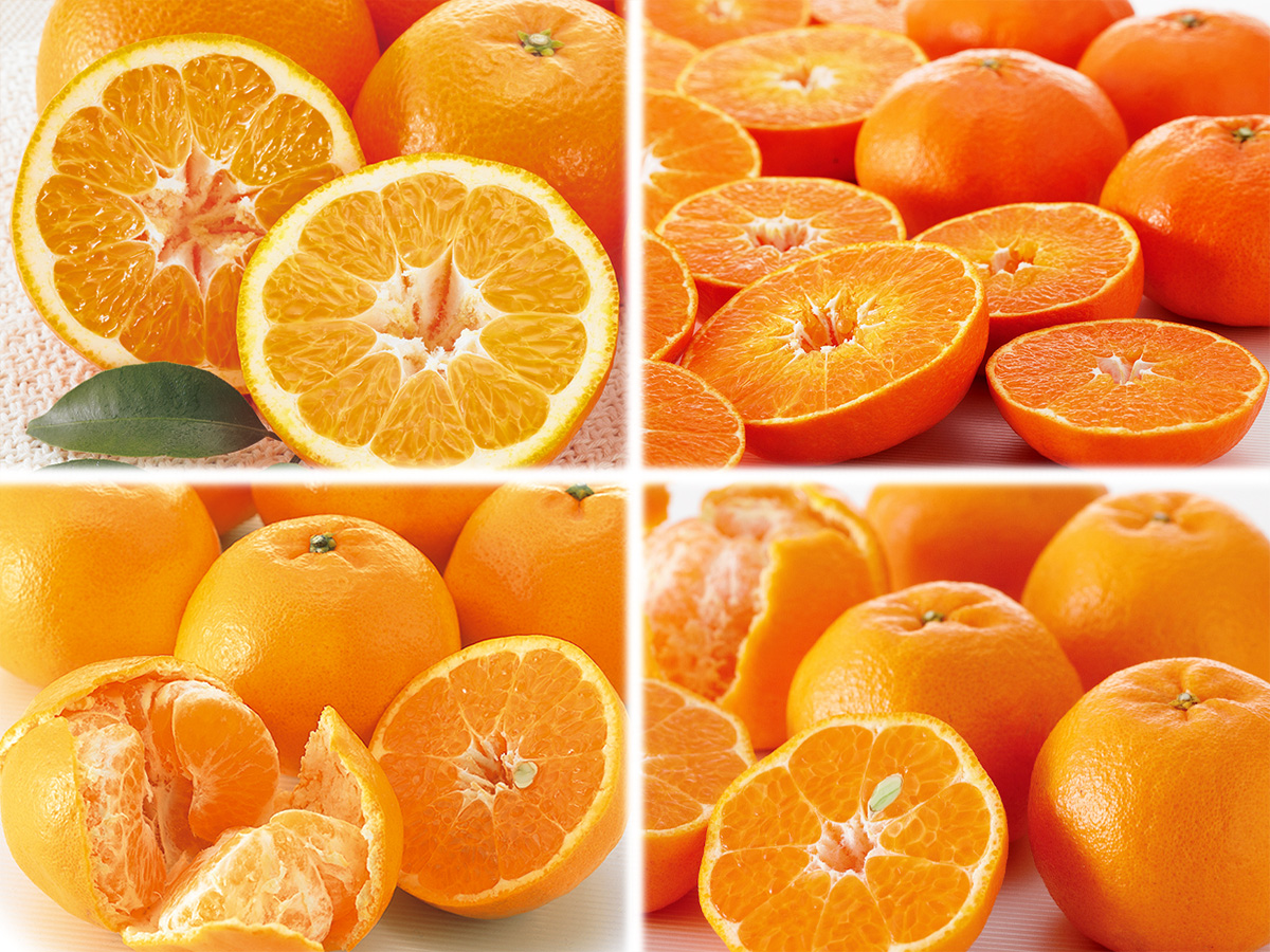 2月の柑橘4種味比べ