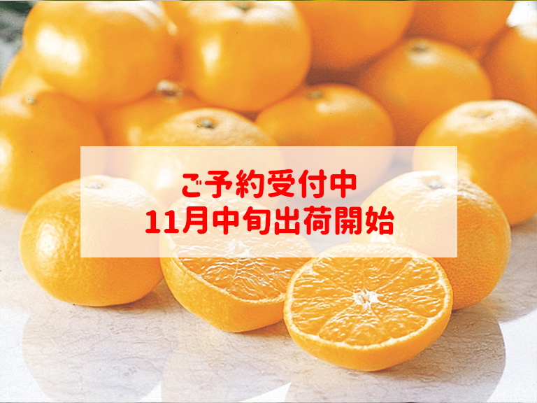 愛媛みかん