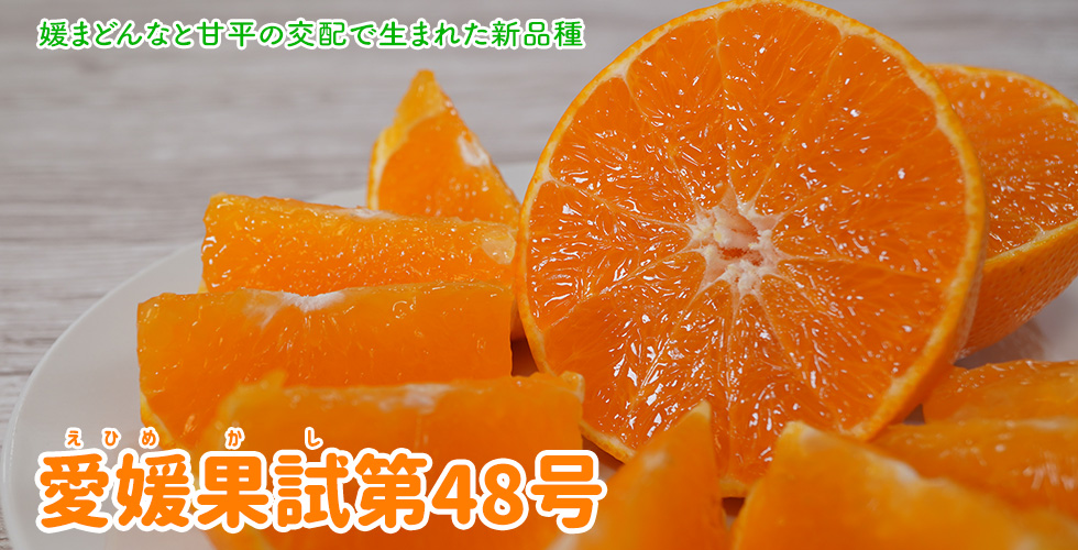 愛媛果試第48号