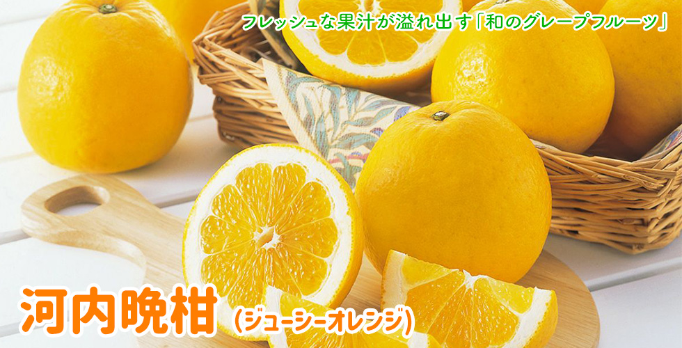 河内晩柑