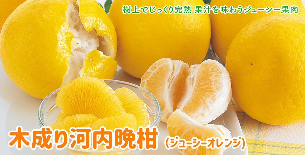 河内晩柑
