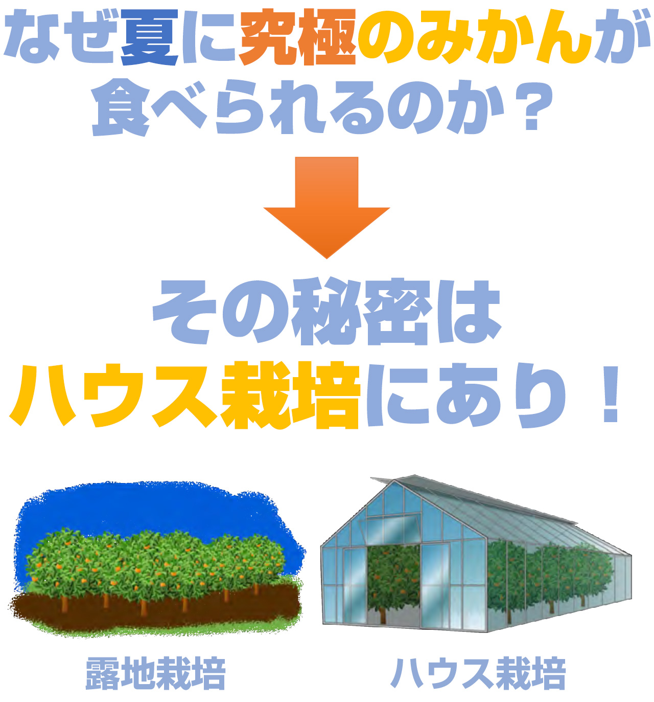 究極のみかん　ハウスみかん