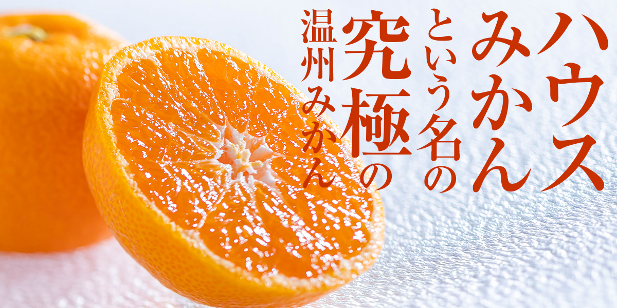 究極のみかん　ハウスみかん