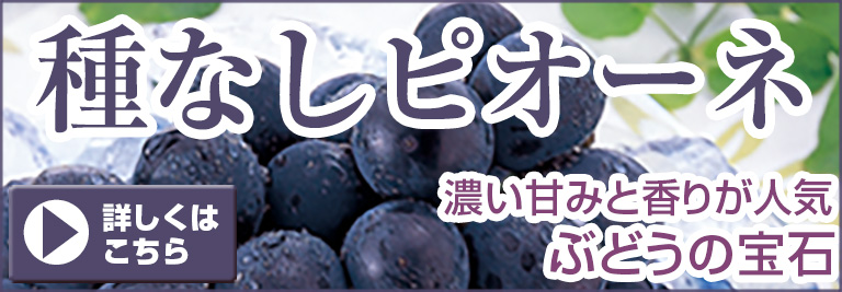 季節のフルーツ みかん専門店 愛媛みかんの のま果樹園