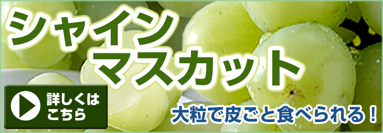 季節のフルーツ みかん専門店 愛媛みかんの のま果樹園