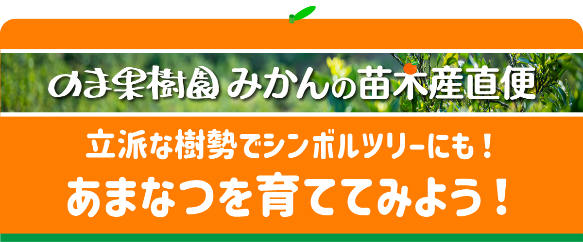 川野甘夏1年生芽接ぎ【苗木】 | のま果樹園 川野甘夏1年生芽接ぎ【苗木】 | のま果樹園